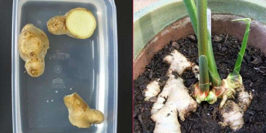 Evde zencefil yetiştirmek mümkün mü?