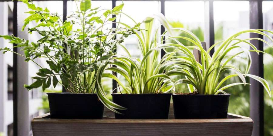 Hava kalitesini artıran 10 sağlıklı ev bitkisi
