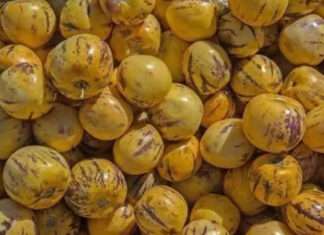 Akdeniz’den Gelen Şifa! Pepino Meyvesi Kilosu 120 TL: Sindirimi Kolaylaştırıyor, Potasyum Deposu Çıktı!