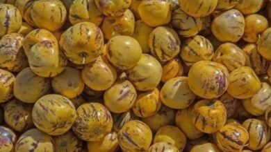 Akdeniz’den Gelen Şifa! Pepino Meyvesi Kilosu 120 TL: Sindirimi Kolaylaştırıyor, Potasyum Deposu Çıktı!