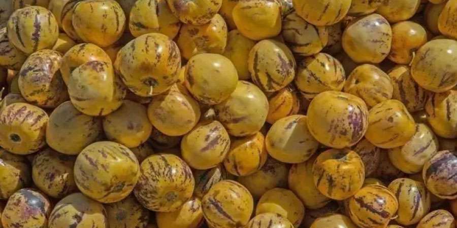 Akdeniz’den Gelen Şifa! Pepino Meyvesi Kilosu 120 TL: Sindirimi Kolaylaştırıyor, Potasyum Deposu Çıktı!