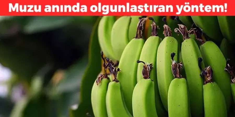 Muzun Olgunlaşmasını Hızlandıran Basit Yöntem! İşte Pratik Çözüm