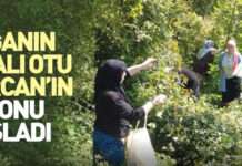 Doğanın Şifalı Otu Kırçan
