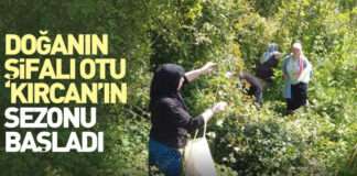 Doğanın Şifalı Otu Kırçan