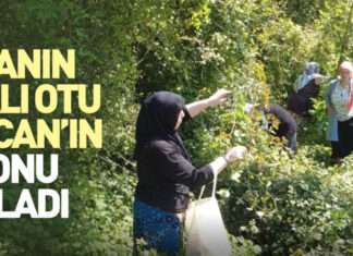 Doğanın Şifalı Otu Kırçan