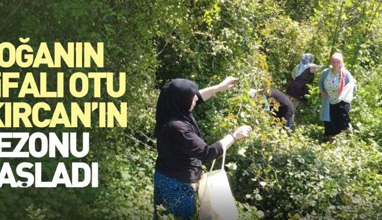 Doğanın Şifalı Otu Kırçan