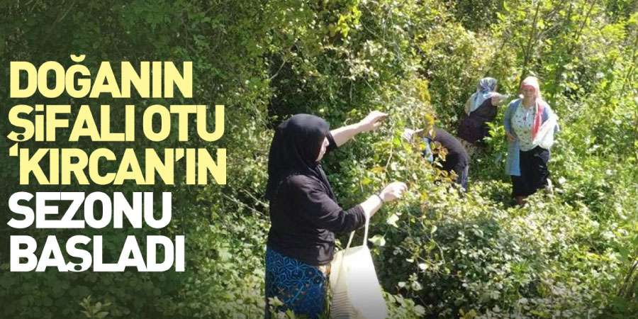 Doğanın Şifalı Otu Kırçan