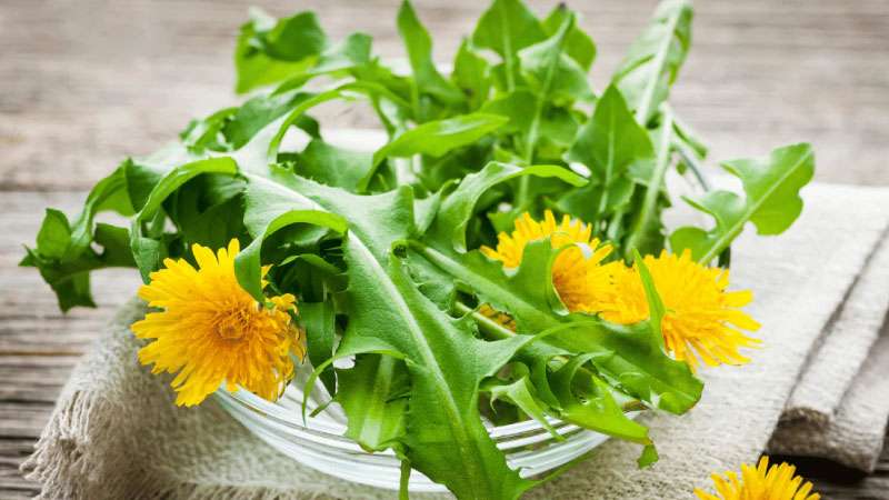 Kara Hindibanın Diğer Faydaları Neler?